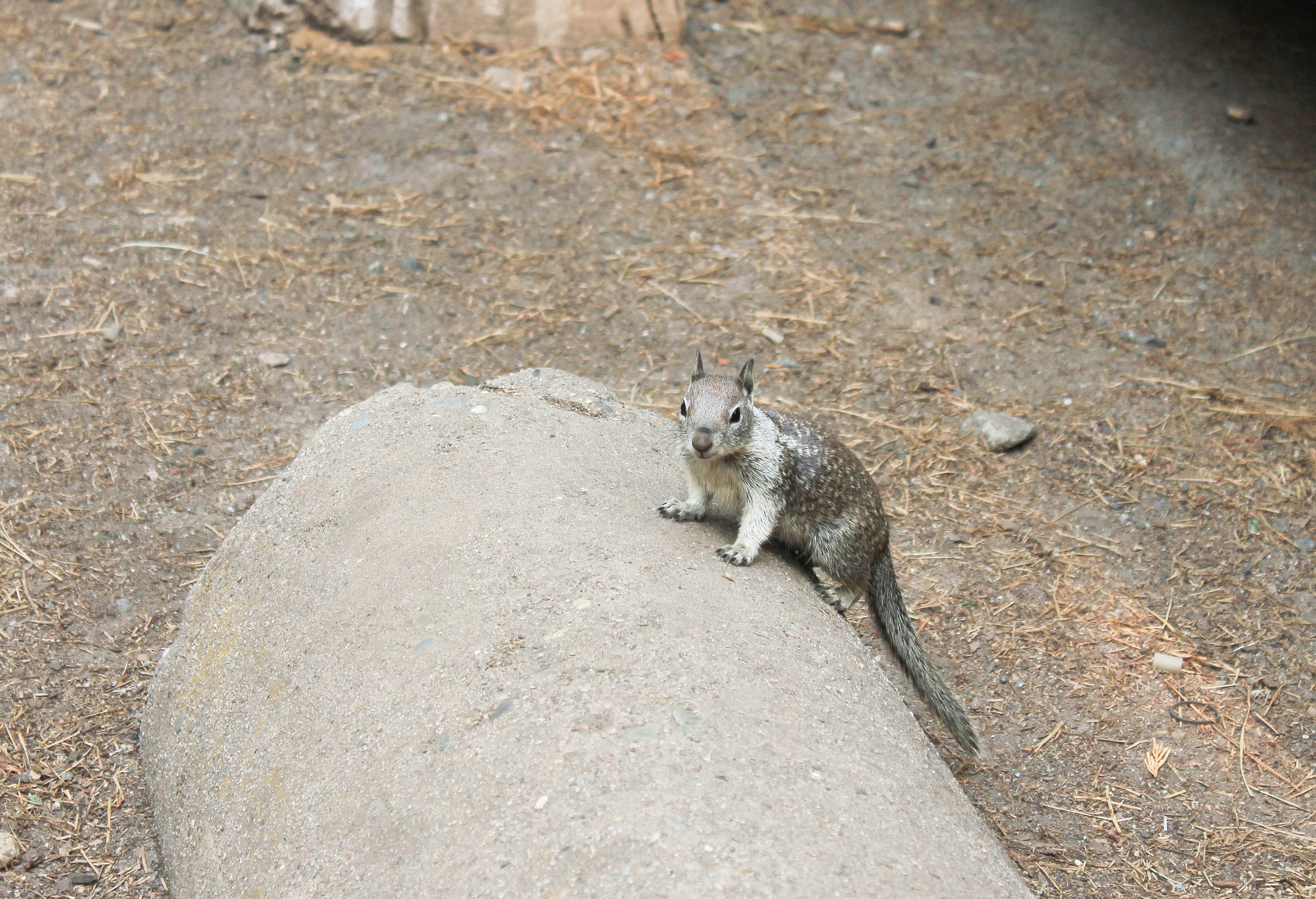 Eichhörnchen auf dem Campingplatz